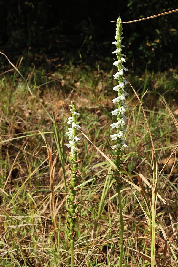 Spiranthes 4617 Photograph by John Moyer