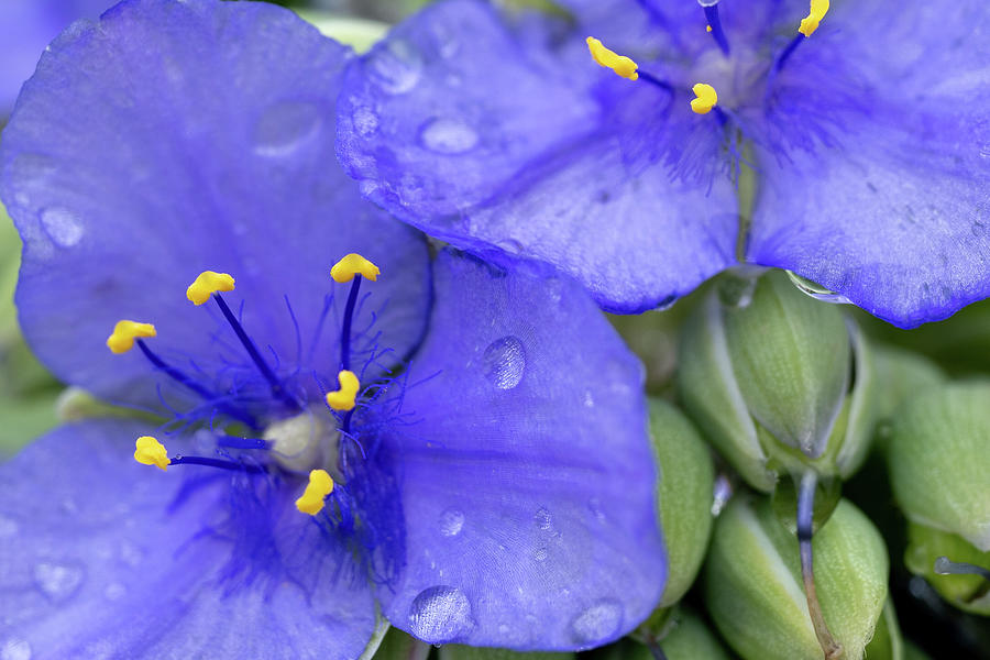 Spirderwort Macro in Rain Photograph by Brooke Bowdren
