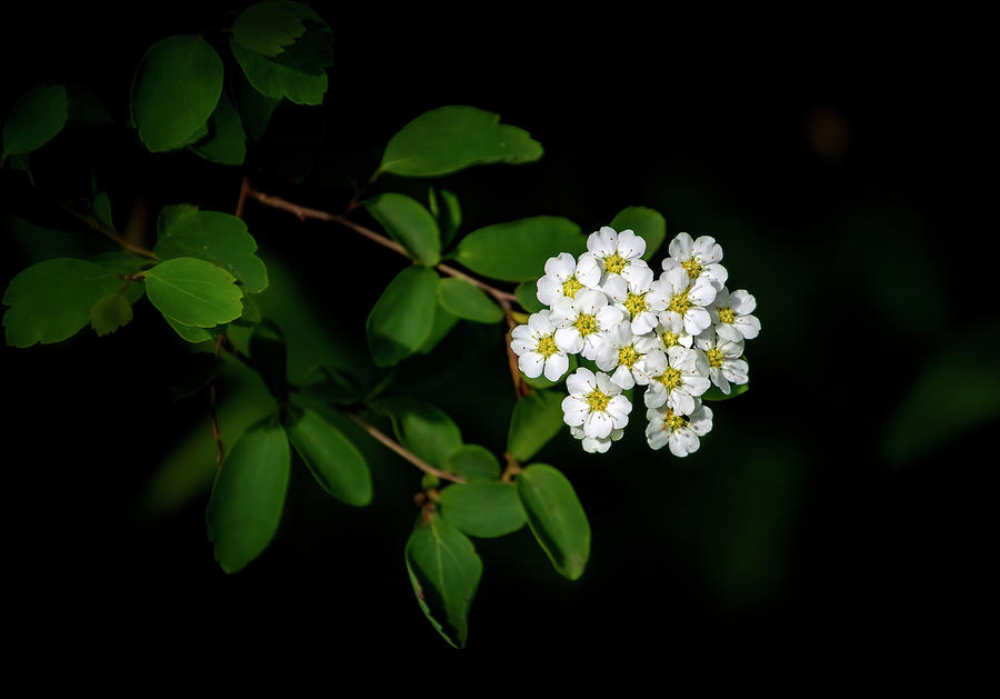 Spirea Flower Photograph by Carolyn Derstine