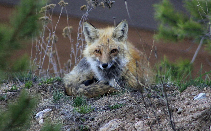 A Fox Named Red Photograph By Fiona Kennard Fine Art America 