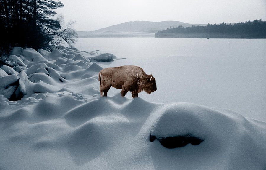 Spirit Buffalo Before a Frozen Lake Photograph by Wayne King
