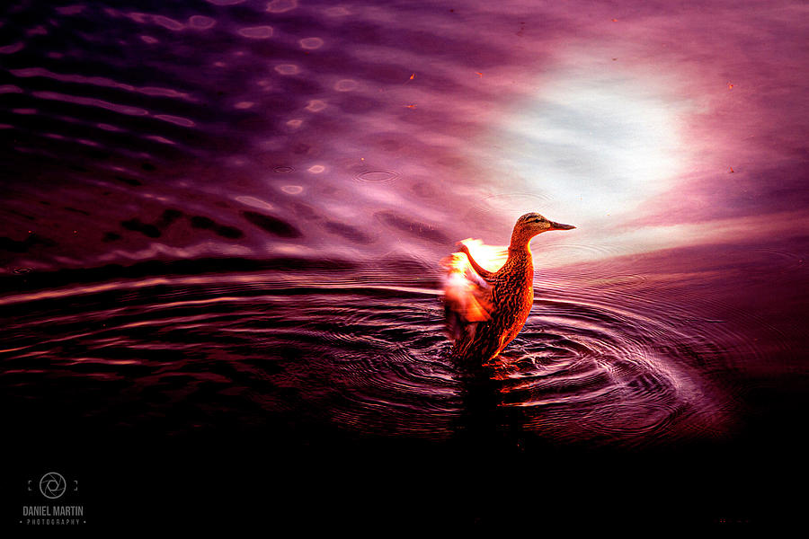 Spirit Duck Photograph by Daniel Martin