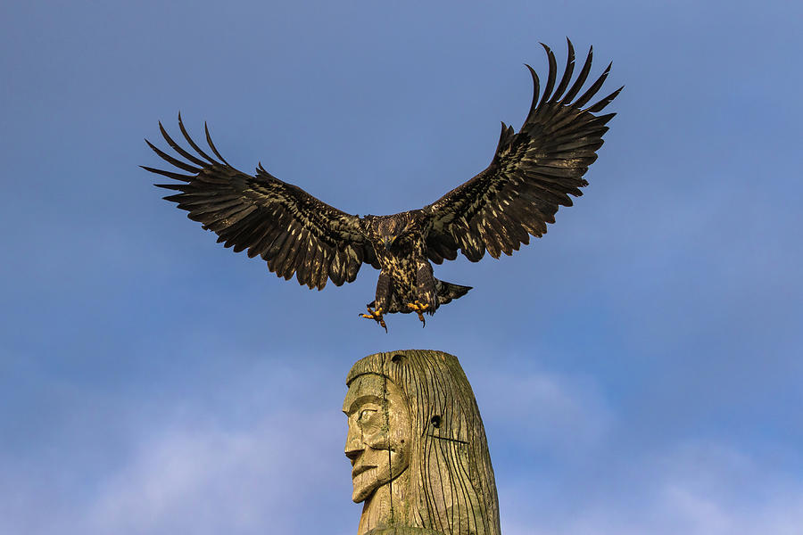 Spirit Eagle Photograph by Michelle Pennell
