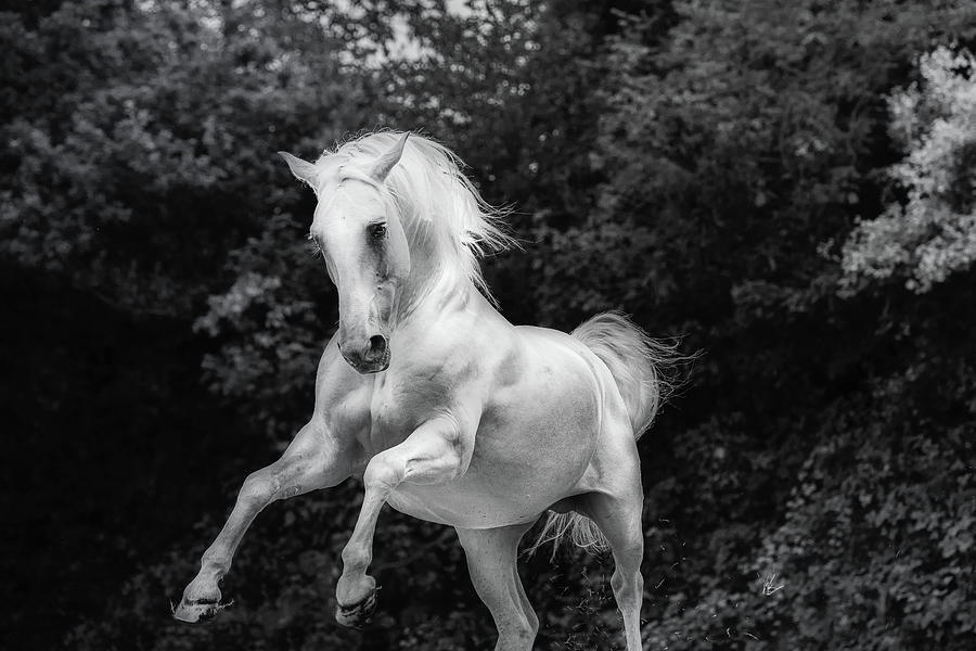 Spirit Horse - Horse Art Photograph by Lisa Saint