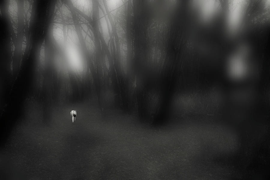 Spirit Dog in the Mist Photograph by Wayne King