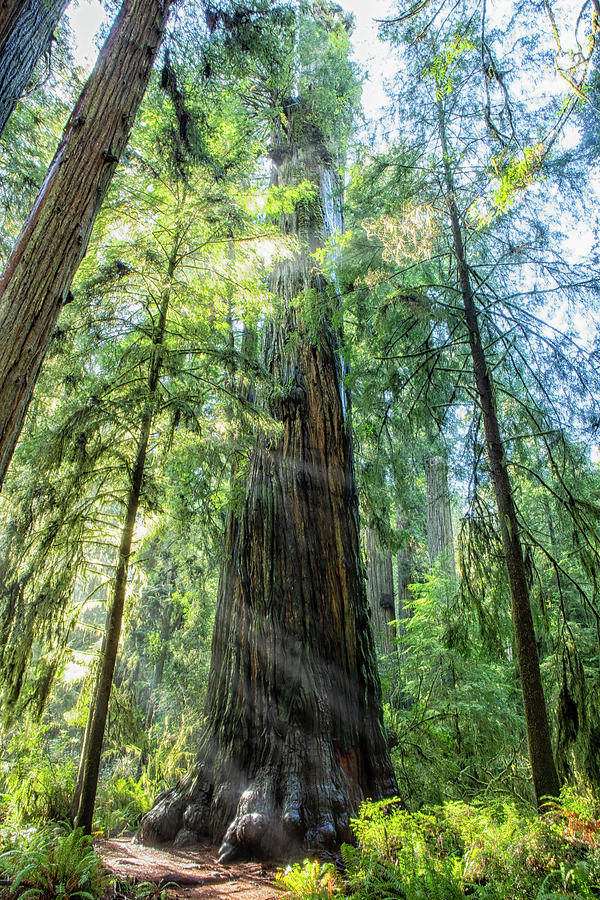 Spirit of a Redwood Photograph by Belinda Greb