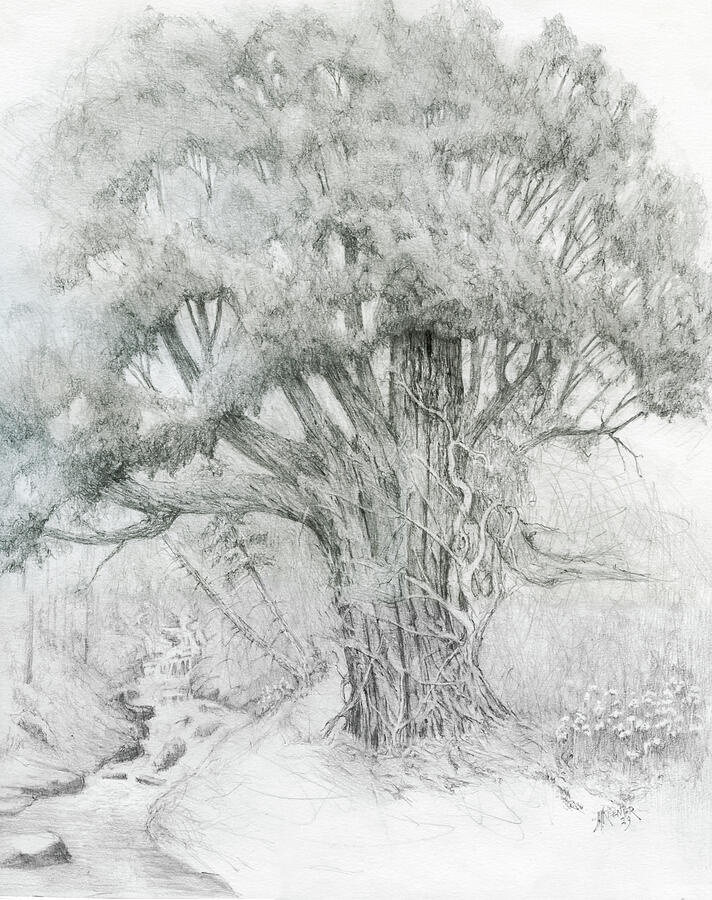 Spirit of the Cedar Drawing by Joel Keener Spirit of the Cedar Drawing by Joel Keener