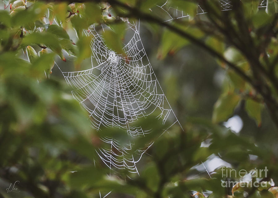 Spider Photograph - Spirit of the Dogwood by D Lee