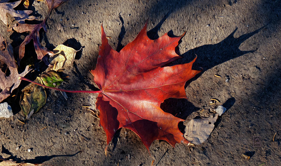 Spirit Of The Maple Leaf Photograph