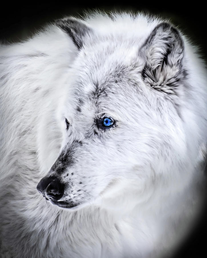 all white wolf blue eyes