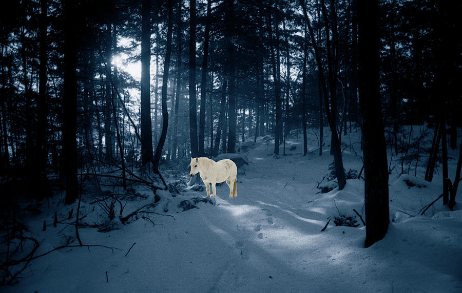 Spirit Pony in a Blue Wood Photograph by Wayne King