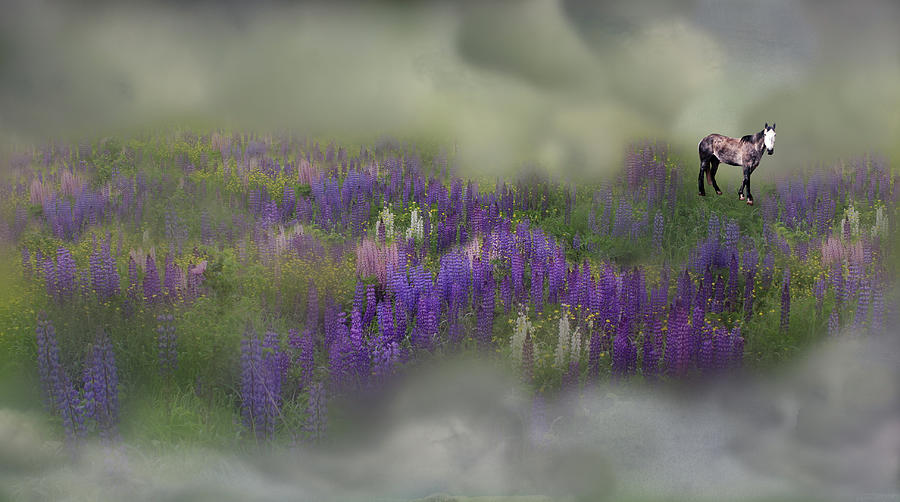 Spirit Pony in a Lupine Cloud Photograph by Wayne King