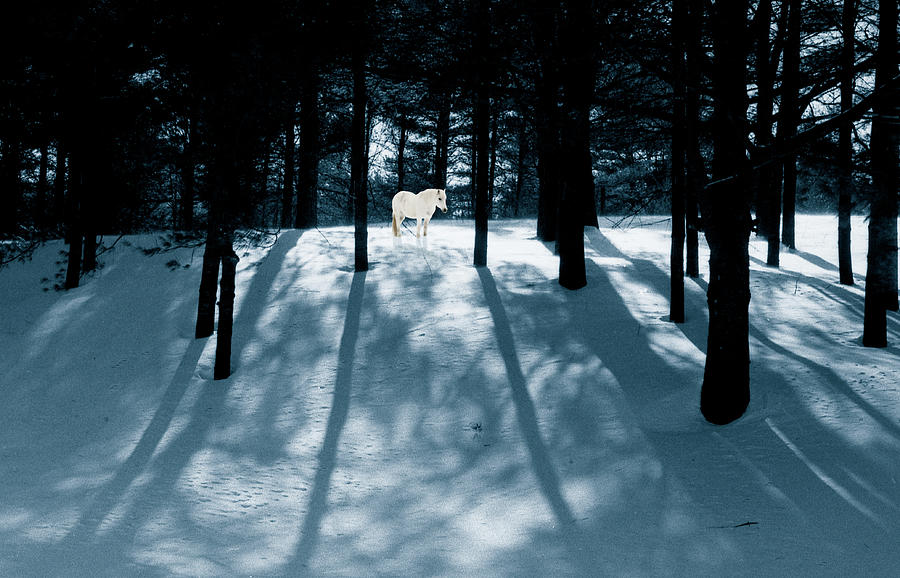 Spirit Pony in a Shadowed Wood Photograph by Wayne King
