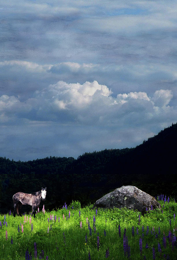 Spirit Pony in Boulder Field Photograph by Wayne King