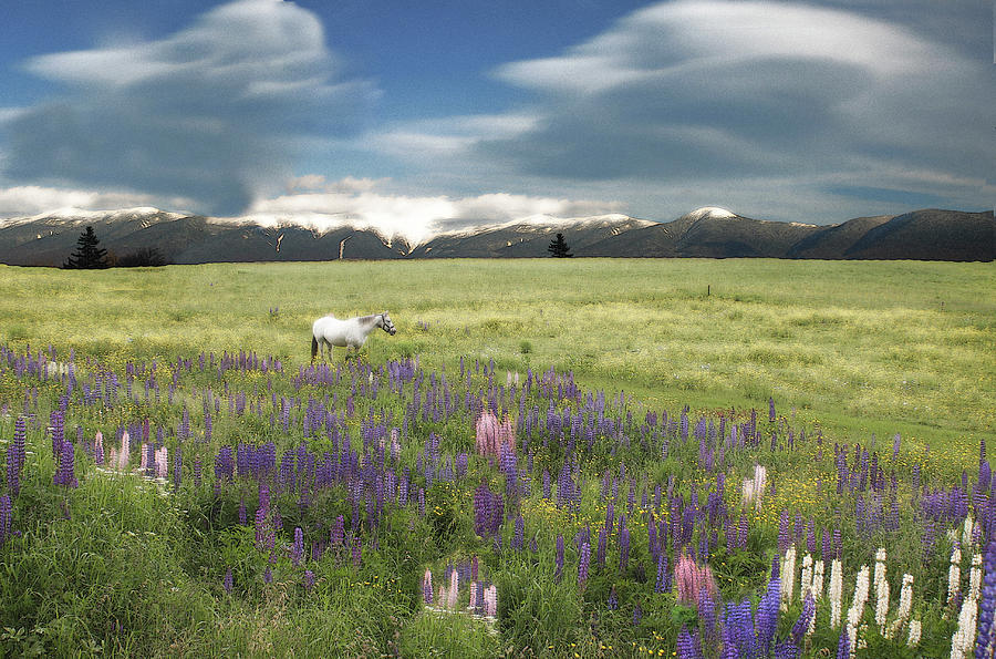 Spirit Pony in High Country Lupine Field Photograph by Wayne King