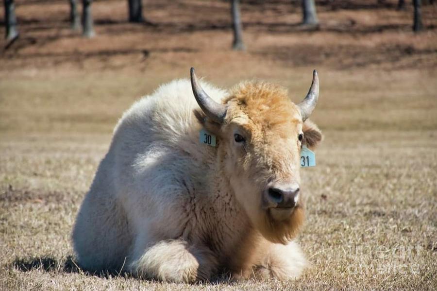 Spirit Of The White Buffalo  Photograph by Donna Brown