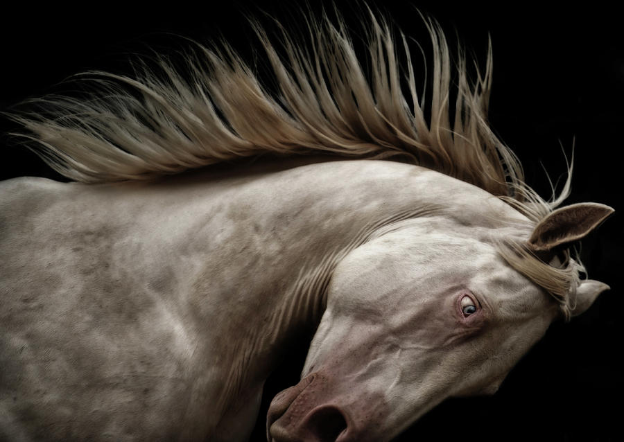 Horse Photograph - Spirited by Ryan Courson
