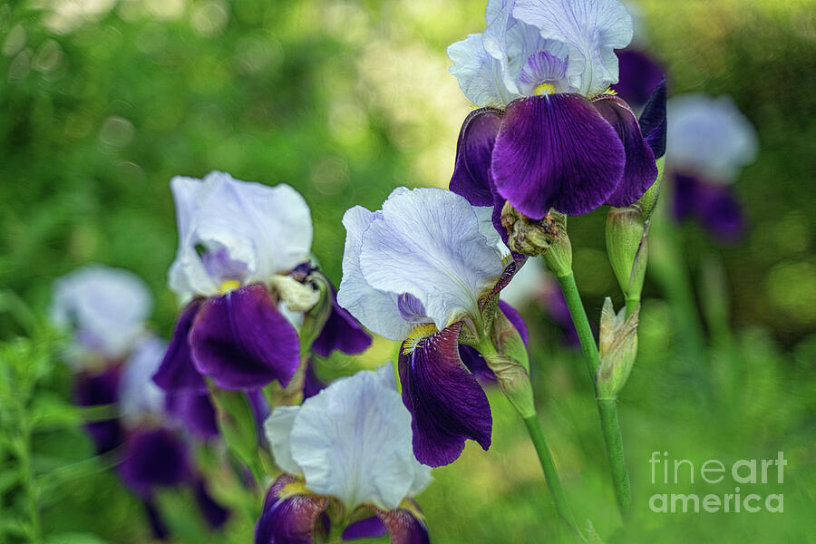 The Goddess Iris Photograph by Mary Lou Chmura