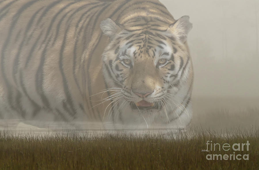 Spiritual Tiger Of The Foggy Marshland Photograph by DB Hayes