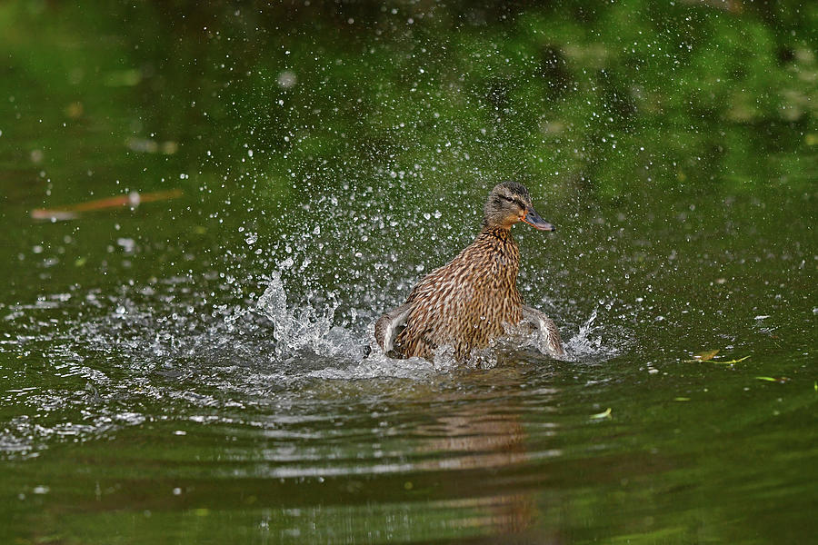 Splash Photograph by Asbed Iskedjian - Pixels