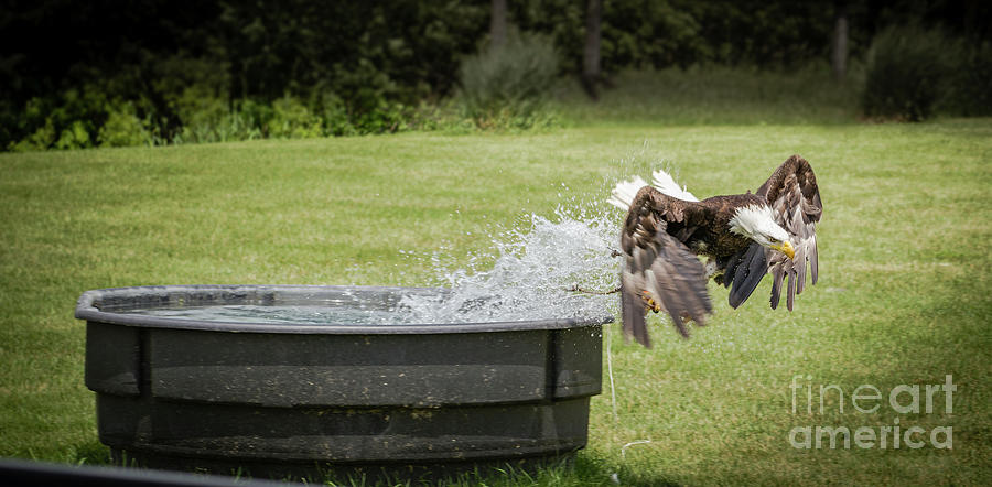 Splash Bald Eagle Photograph