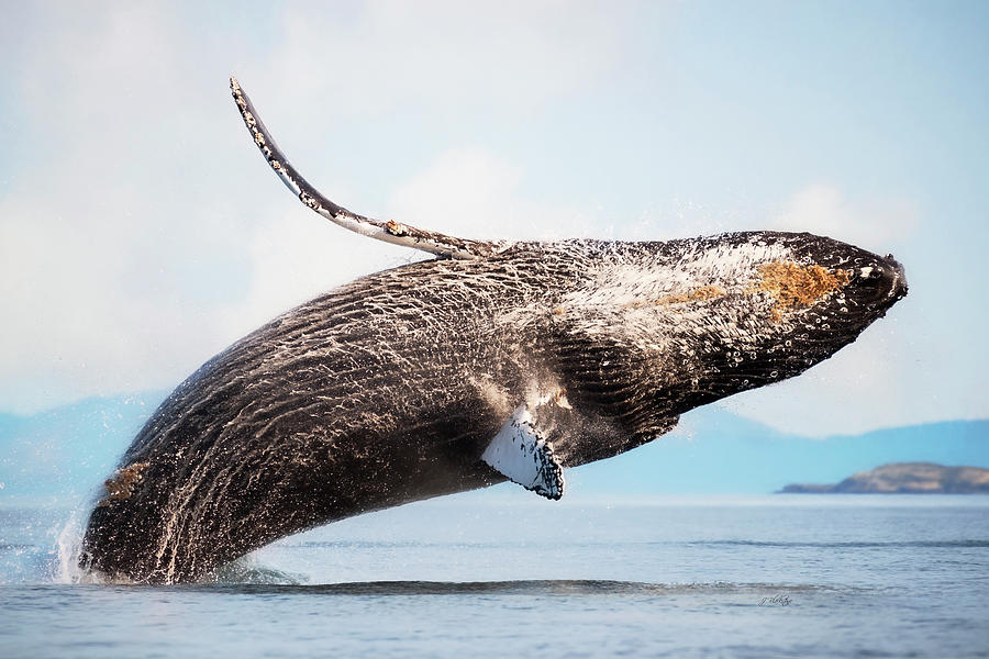 Splash Heard Around The World - Whale Art Photograph by Jordan Blackstone