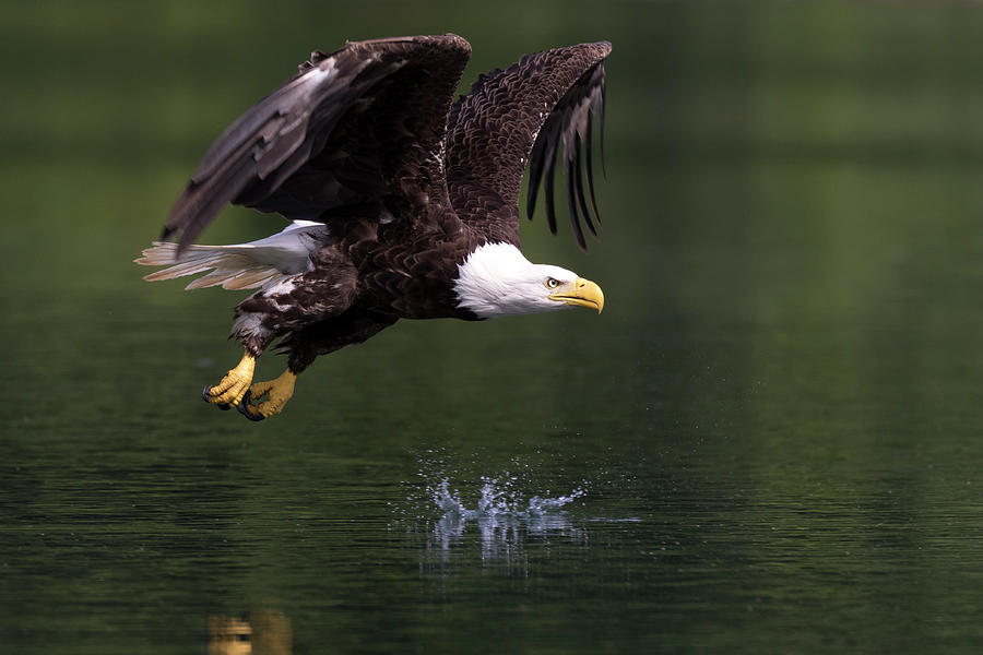 Splash Photograph by Kalley Cook - Fine Art America