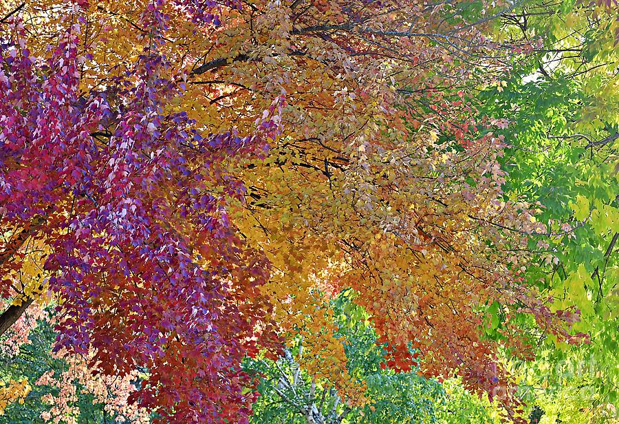 Fall Photograph - Splash of Fall Leaves by Martha Sherman