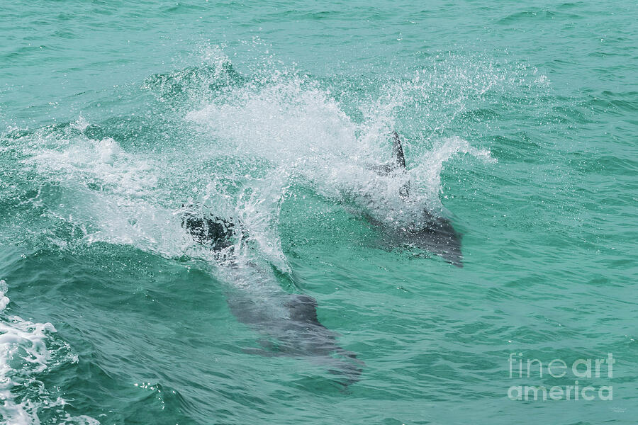 Splash Of Racing Dolphins Photograph by Jennifer White