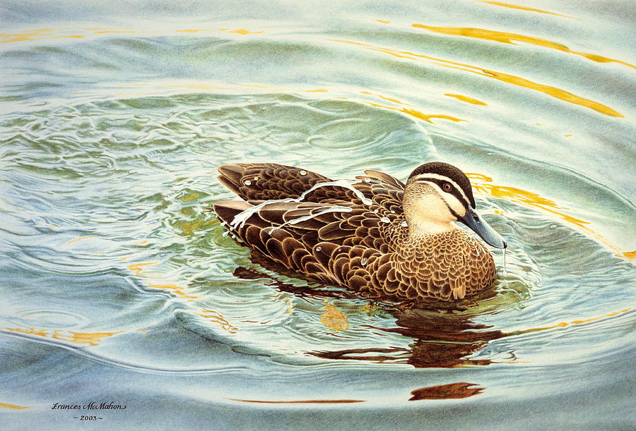 Duck Painting - Splash - Pacific Black Duck by Frances McMahon Watercolour Bird Artist