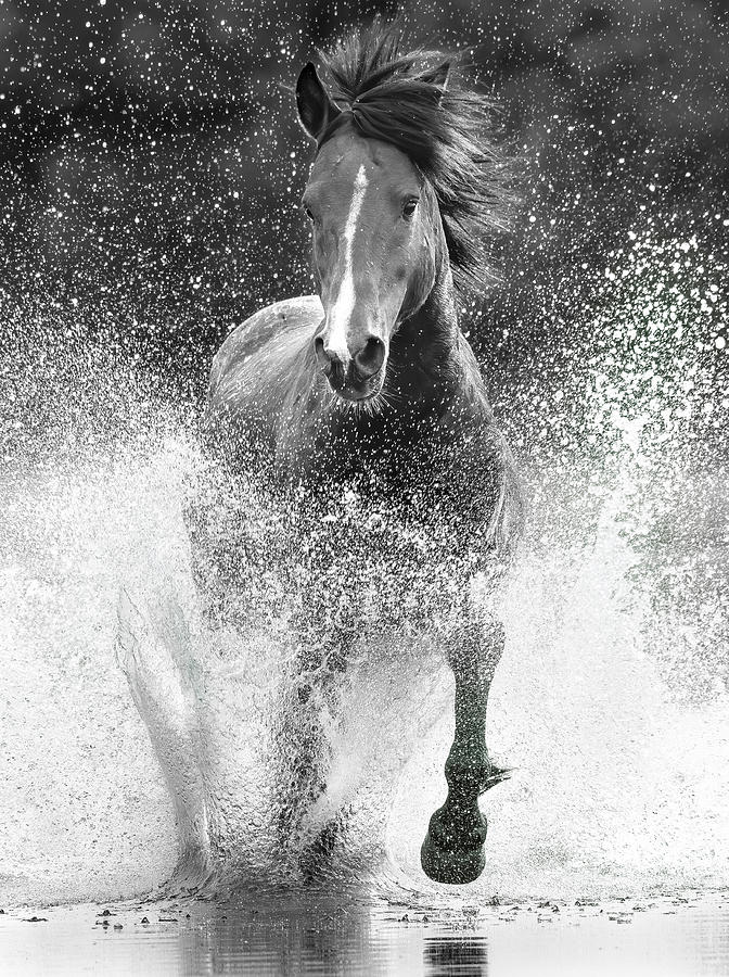 Splash. Photograph by Paul Martin