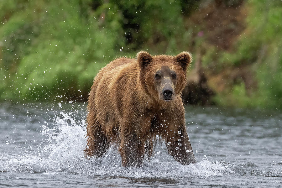 Splash Zone Photograph by Randy Robbins - Fine Art America