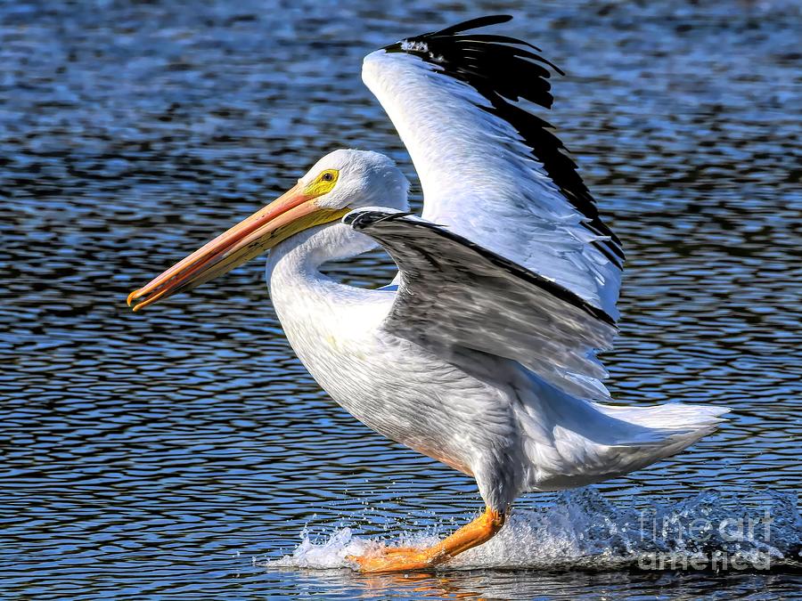Pelican Photograph - Splashdown by Jennifer Jenson