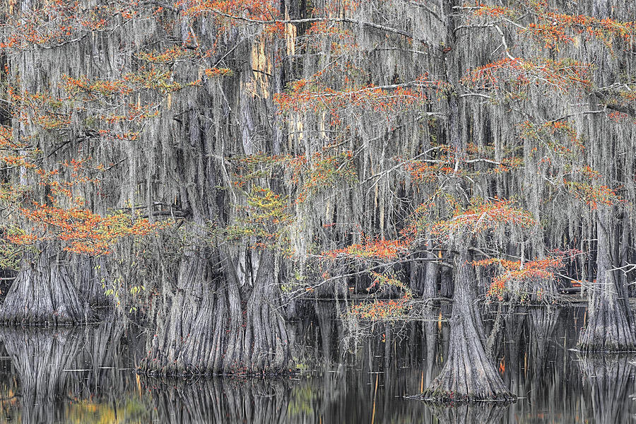 Splashes of Color in Caddo Lake Photograph by JC Findley