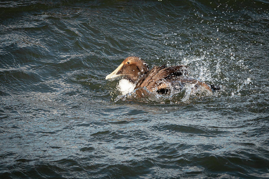 Splashing Common Eider Drake Photograph by Kristia Adams