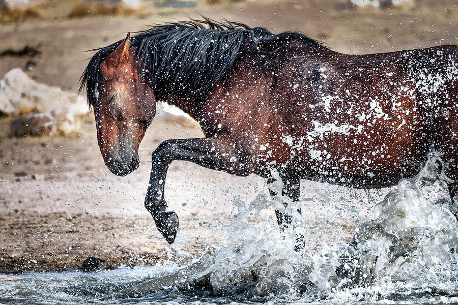 Splashing Horse Photograph by Michael Ash