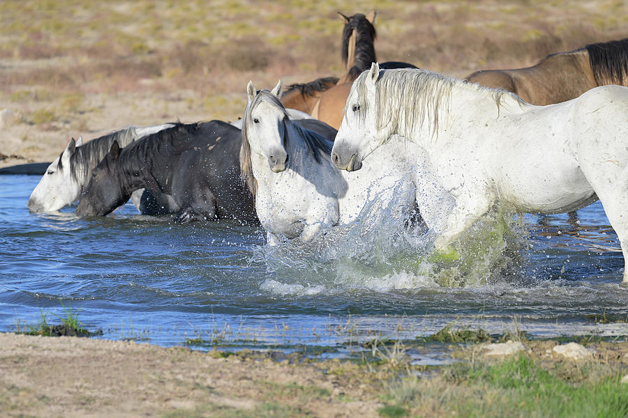 Splashing in the Waterhole Photograph by Fon Denton