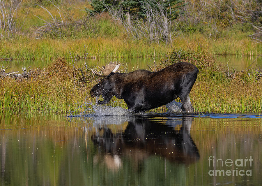 Splashing Moose Photograph by Steven Krull