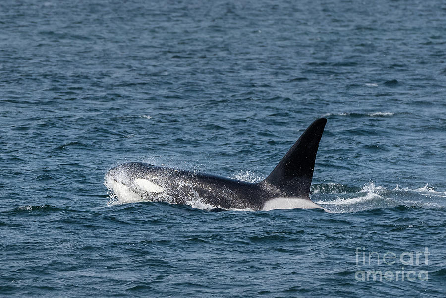 Spring Photograph - Splashing Orca Male by Nancy Gleason