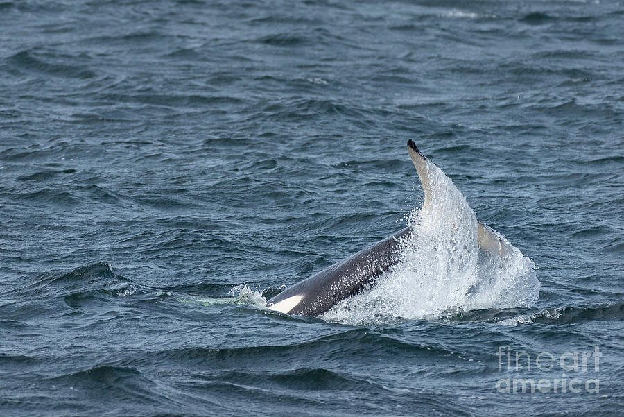 Splashing Orca Tail Photograph by Nancy Gleason