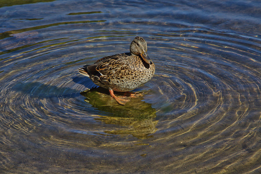 Splashy Duck Photograph by Loyd Towe Photography
