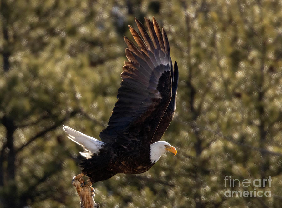 Splendid Bald Eagle Photograph by Steven Krull