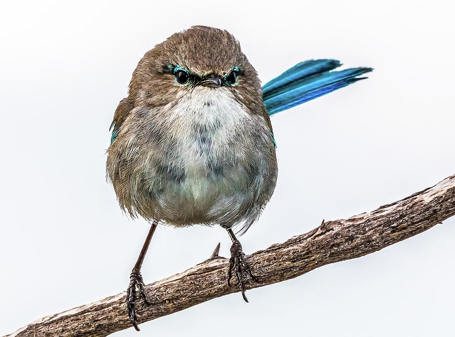 Splendid Blue Fairy Wren Photograph by Terry Trathen - Pixels