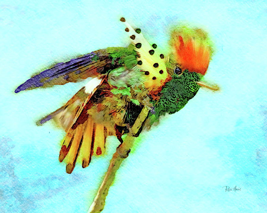 Splendid Coquette Hummingbird  Painting by Russ Harris