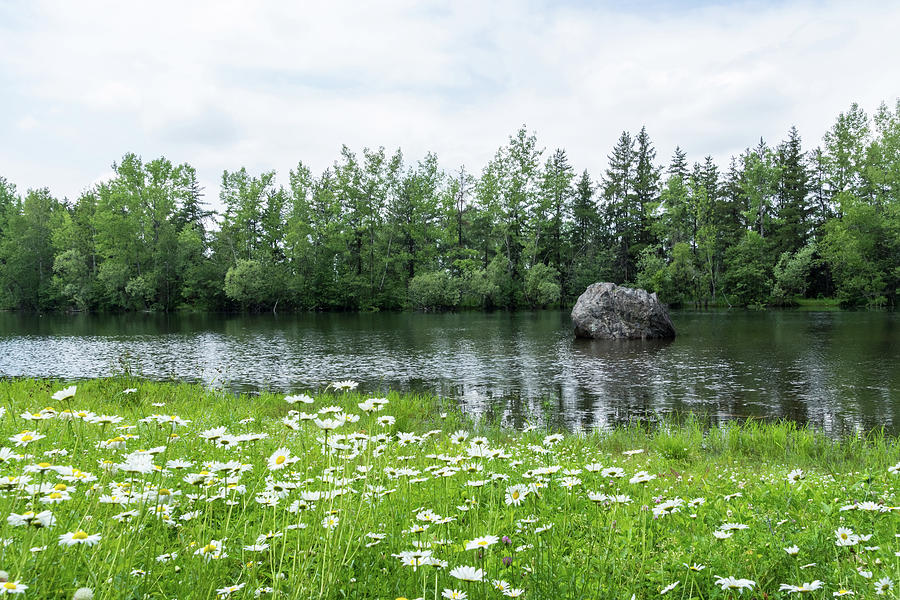 Splendid Daisy Meadow - Summertime Forest Lake Idyll Photograph by Georgia Mizuleva
