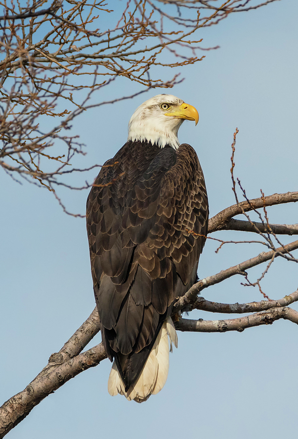 Splendid Eagle Photograph by Loree Johnson