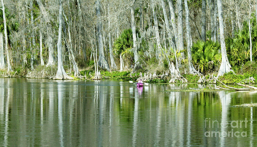 Splendid Florida, Cypress Tree Lined Riverbank Photograph by Felix Lai