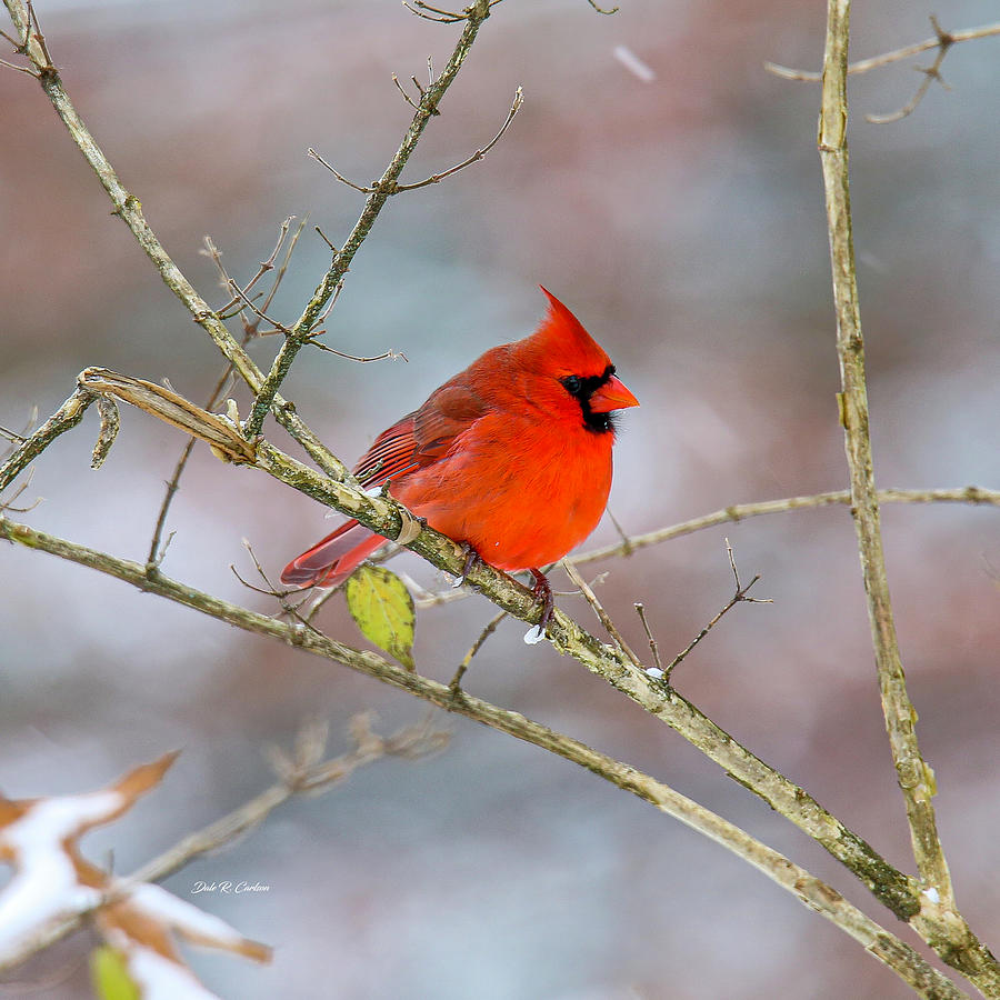 Splendid in Red Photograph by Dale R Carlson