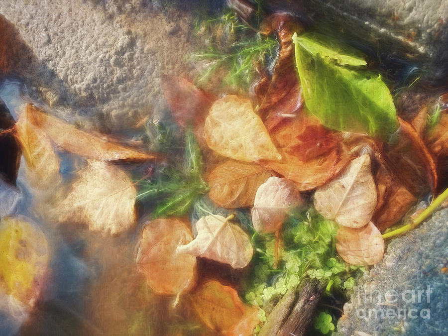 Splendid Leaves In Muddy Waters Photograph