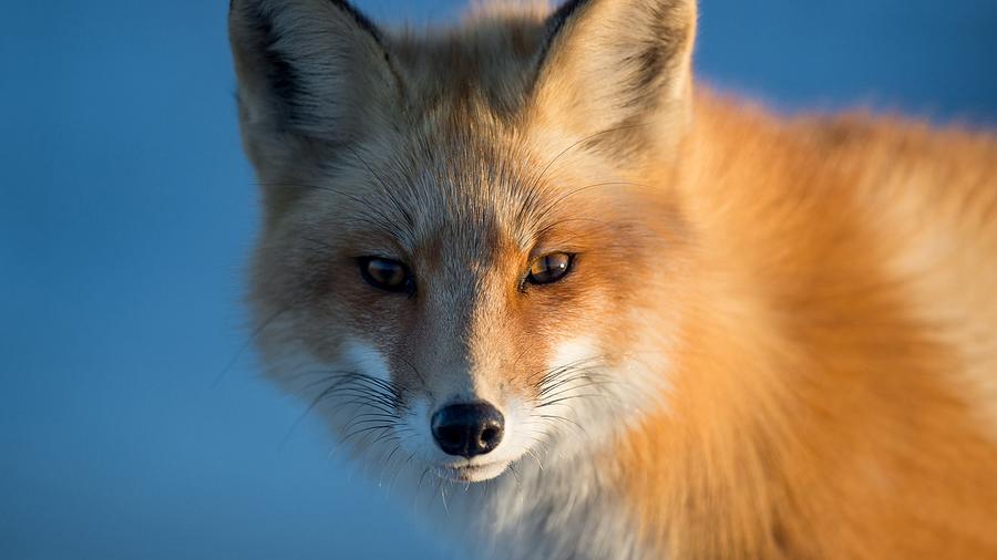 Splendid Miraculous Red Fox Face Close Up Ultra HD Photograph by ...